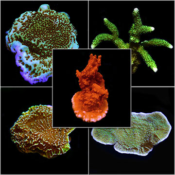 Montipora Frag Pack - Aquacultured ORA®