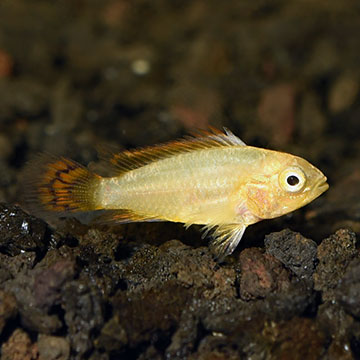 Dwarf Cockatoo Cichlid - Orange Flash