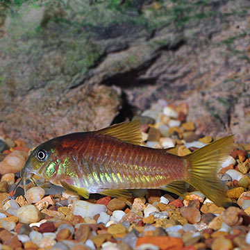 Neon Red Laser Corydoras Catfish