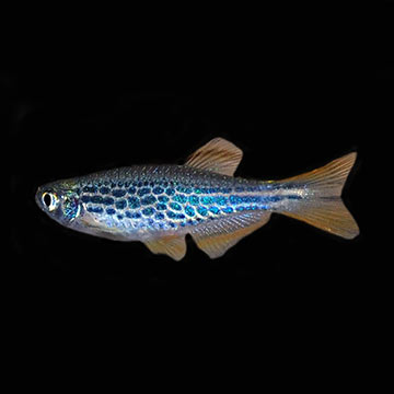 Kyathit Orange Finned Danio