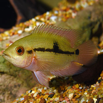 Chocolate Cichlid