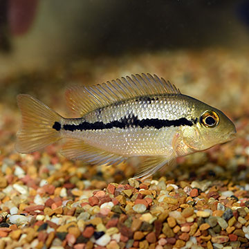 Macaw Nicaraguense Cichlid