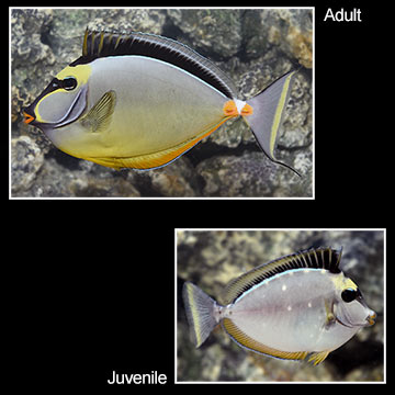 Naso Tang