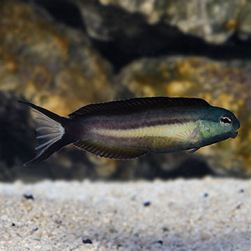 Bundoon Blenny, Captive-Bred ORA®
