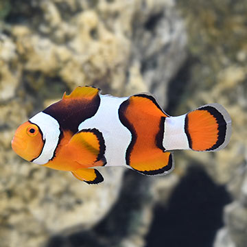 ORA&reg; Captive-Bred Onyx True Percula Clownfish