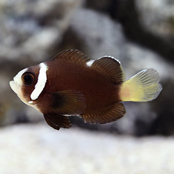 McCullochi Clownfish Captive-Bred ORA®