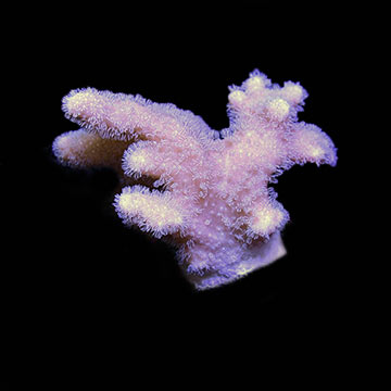ORA® Aquacultured Fuzzy Lobo Lobophytum Coral
