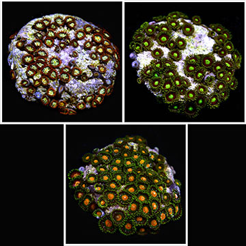 Marshall Island Colony Polyps Assorted, Aquacultured ORA®