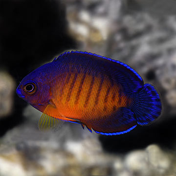 Coral Beauty Angelfish