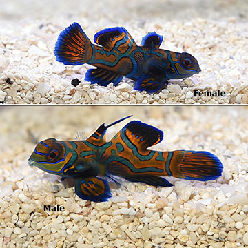 Blue Mandarin, Captive-Bred, Biota