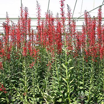 Cardinal Flower: Plants for Ponds & Water Gardens