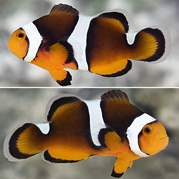 Black Photon Clownfish, Captive-Bred