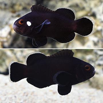 Domino Clownfish, Captive-Bred