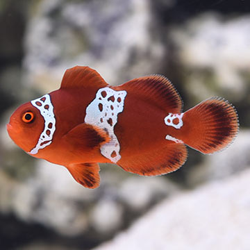 Lightning Maroon Clownfish, Captive-Bred