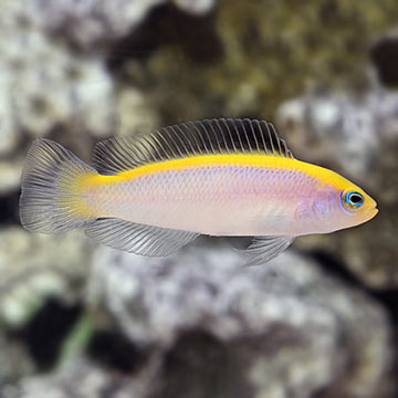 Sunrise  Dottyback