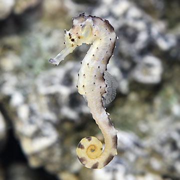 Tigertail Seahorse, Captive-Bred, ORA®