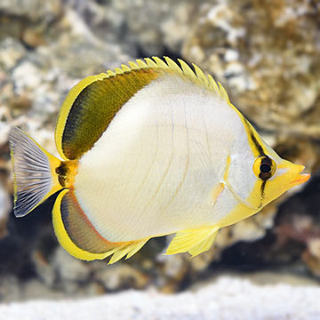 Yellowhead Butterflyfish