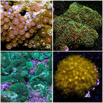 Beginner Mushroom & Polyp Pack