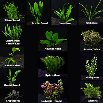 Aquarium Plant Pack - Mega
