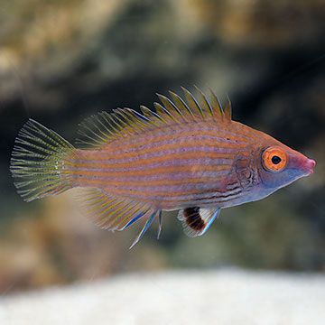 Pink-Streaked Wrasse
