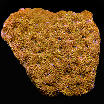 Acan Brain Coral