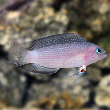 Whitetail Dottyback