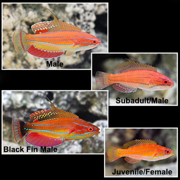 McCosker's Flasher Wrasse
