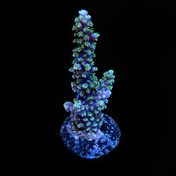 ORA® Aquacultured Purple Plasma Coral