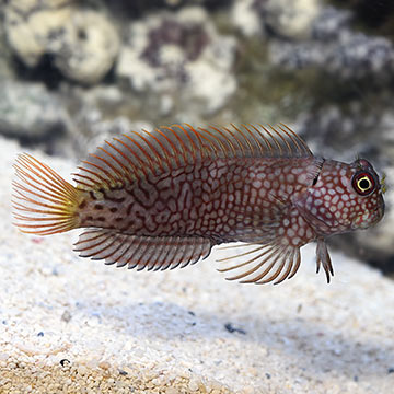 Ember Blenny