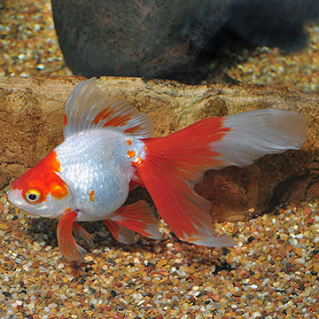 Red & White Ryukin Goldfish