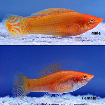 Golden Sailfin Molly