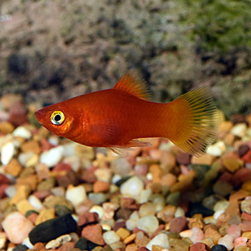 Red Platy Group