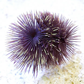 Feather Duster