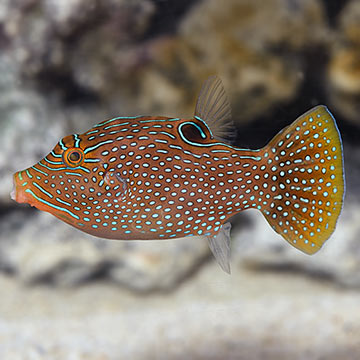 Blue Spotted Puffer