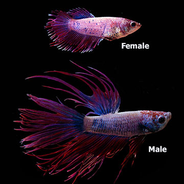 Violet Crowntail Betta (Pair)