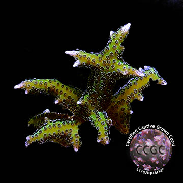 Purple Polyp Green Birdsnest Coral, Aquacultured