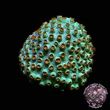 LiveAquaria® CCGC Aquacultured Meteor Shower Cyphastrea Coral