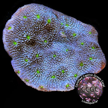 Green Eyed Blue Monster Echinopora Coral - Aquacultured
