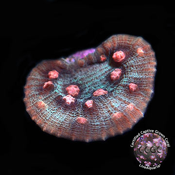Raspberry Eye Robokaki Coral, Aquacultured