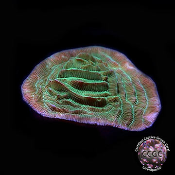 LiveAquaria&reg; CCGC Aquacultured Green Pachyseris Coral