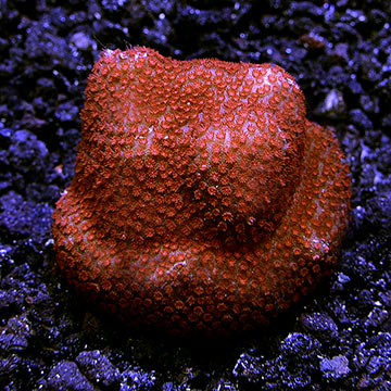 Purple Superman Montipora Coral, Aquacultured