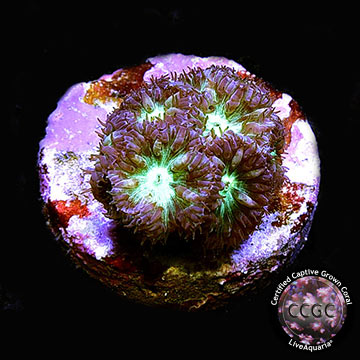 LiveAquaria&reg; CCGC Aquacultured Australian Blastomussa Merletti Coral