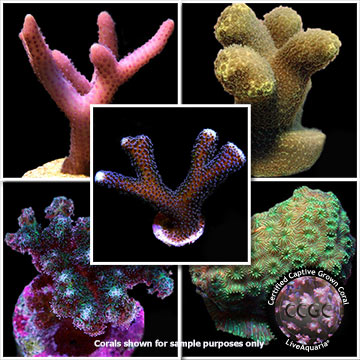 LiveAquaria® Certified Beginner SPS Frag 4 Pack, Aquacultured
