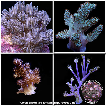 LiveAquaria® Certified Assorted Soft Coral Frag 4 Pack, Aquacultured