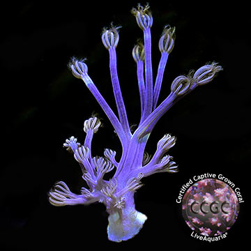 Blue Cespitularia Coral, Aquacultured