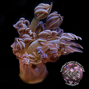 LiveAquaria® CCGC Aquacultured Heteroxenia Polyp