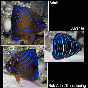 Annularis Angelfish