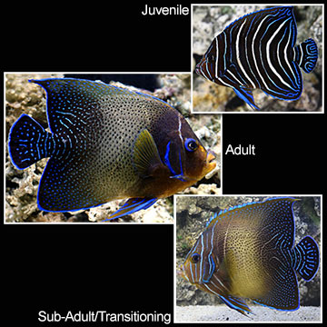 Koran Angelfish