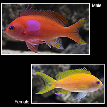 Squareback Anthias