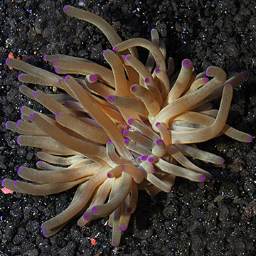 Condy Anemone